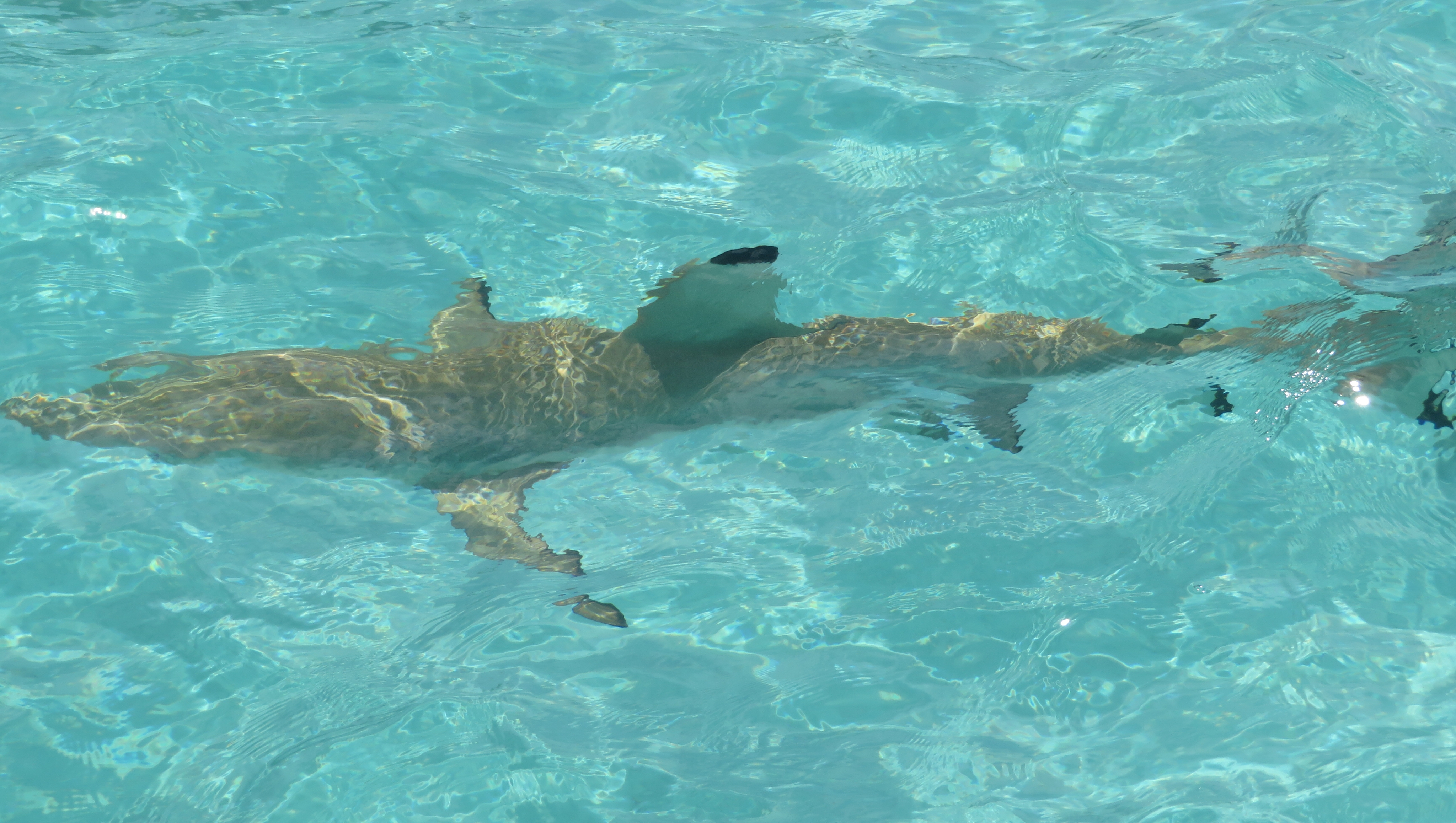 Moorea Island: Swimming with Sharks & Stingrays – Quest for 243